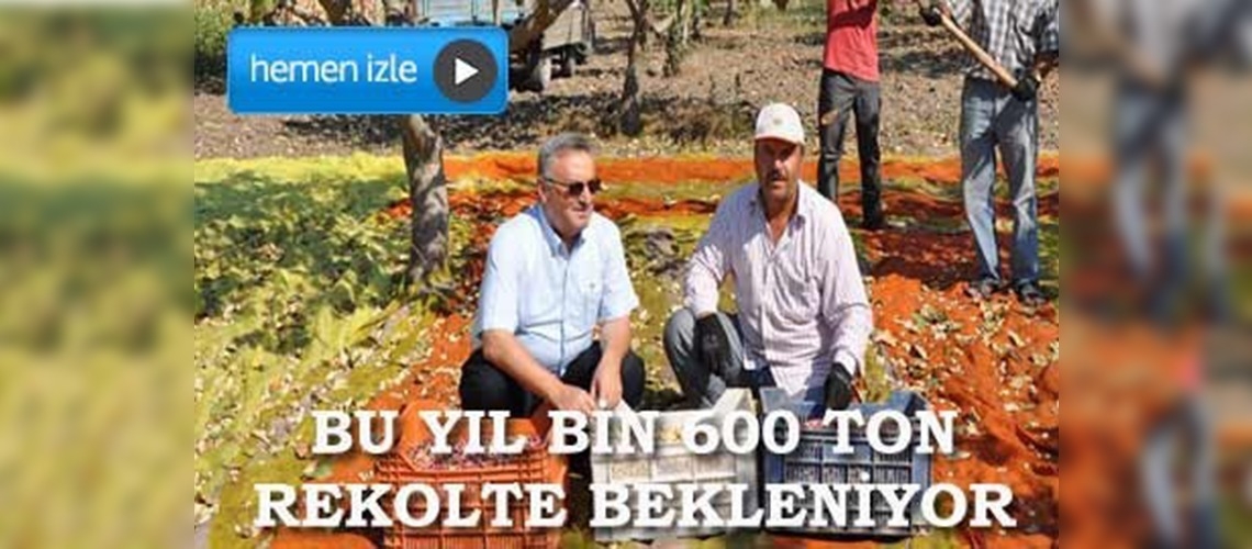 Manisada yeşil altın hasadı devam ediyor