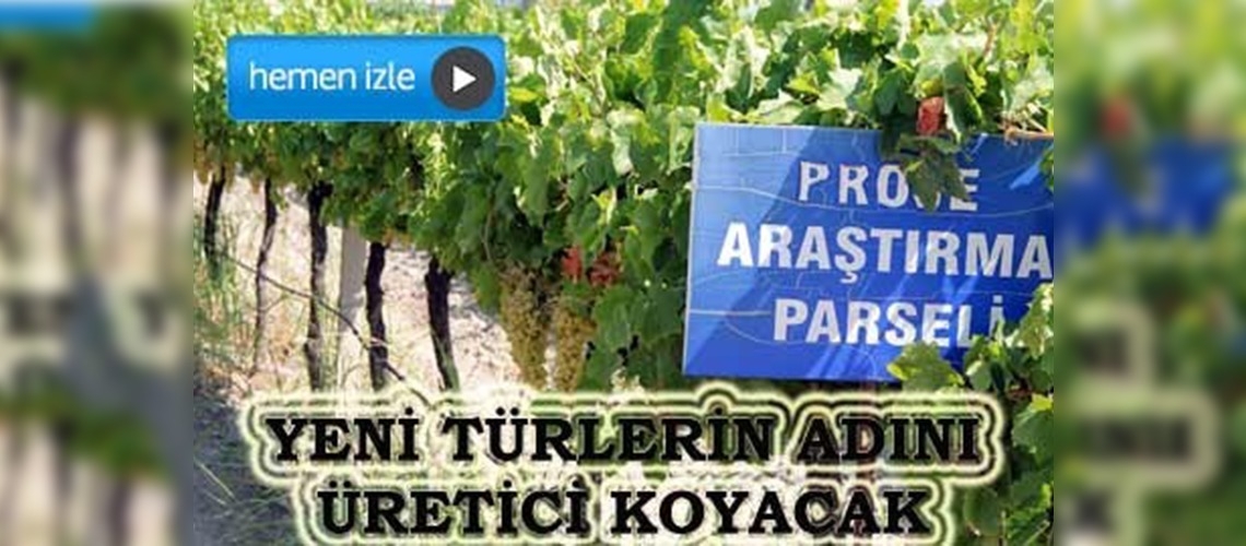 Erkenci üzüm daha 'erken' yetişecek