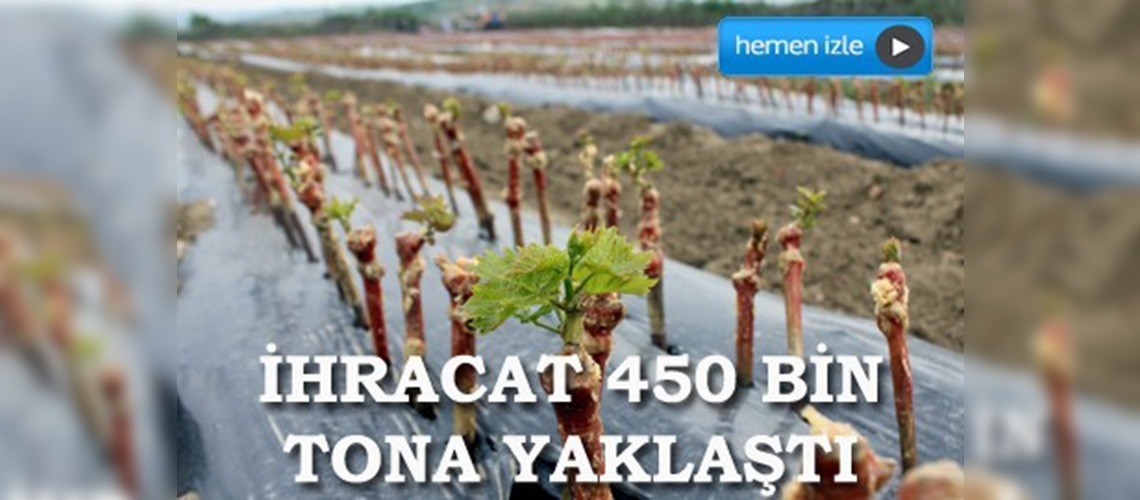 Üzüm ihracatı Ar-Ge çalışmalarıyla arttı