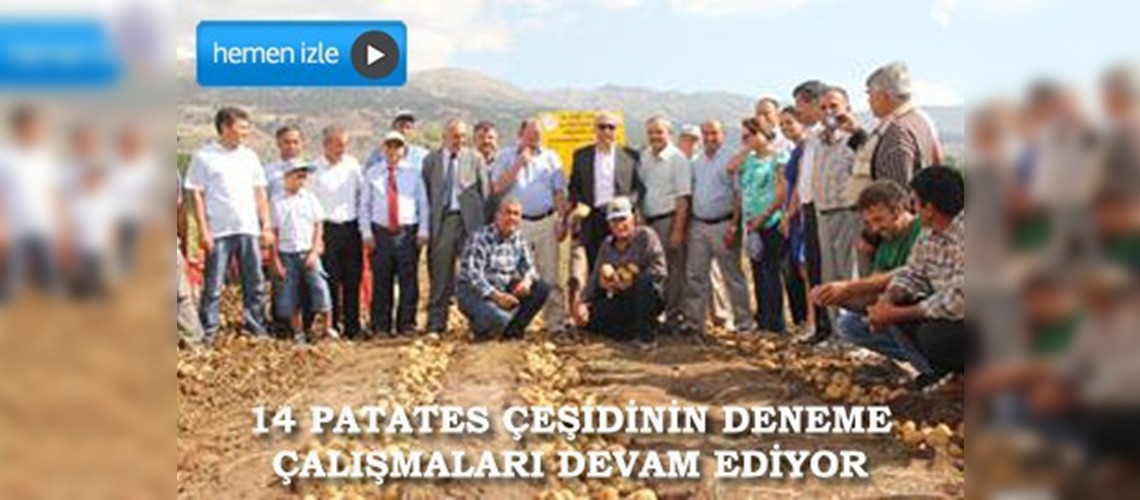 Muğlada patates üretimi arttı
