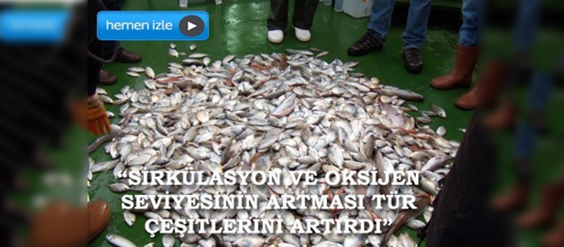 İzmir Körfezi'ndeki balık çeşitliliği artıyor