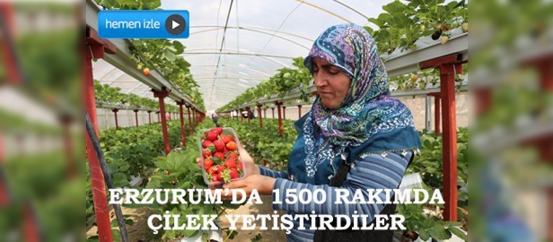 Topraksız tarımla gelirlerini sekize katladılar