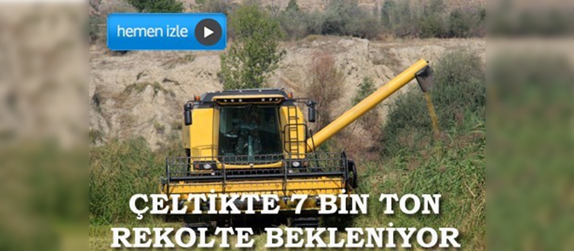 Tosyada çeltik hasadı başladı