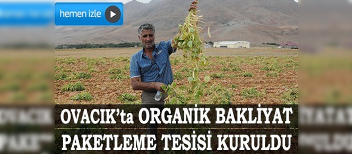 Tuncelide  organik kuru fasulye hasadı