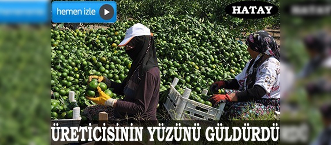 Mandalina dalında satıldı