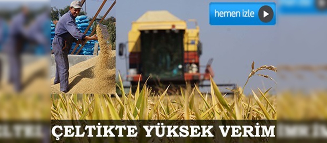 Çeltikte yüksek verim üreticiyi sevindirdi 