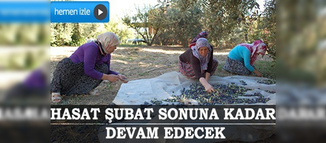 Mersin'de ilk zeytin hasadı yapıldı
