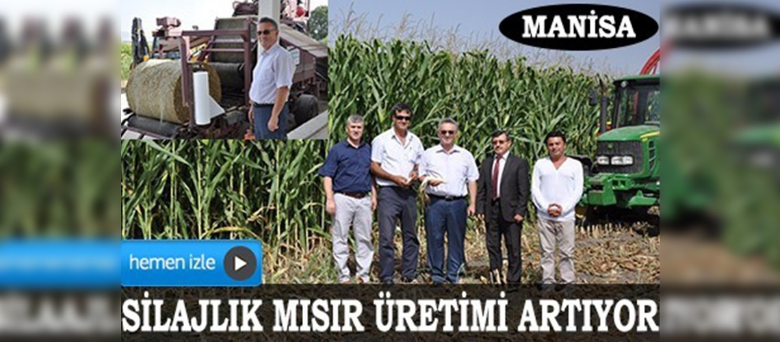 Gediz Ovasında silajlık mısır hasadı başladı