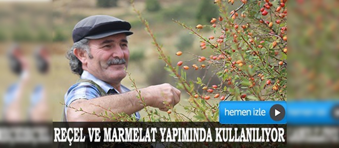 Çubuk'ta yabani meyve hasadı başladı