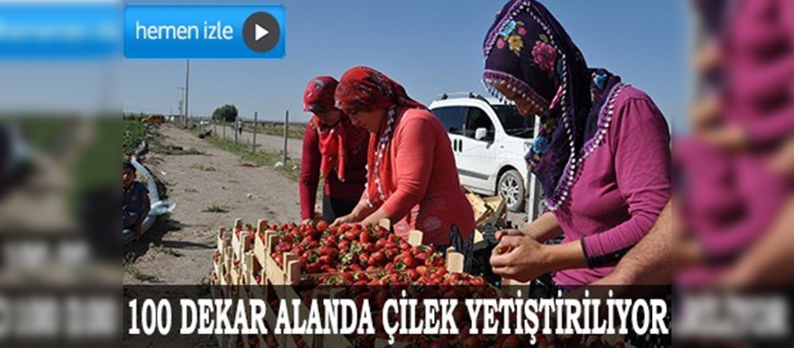 Niğde çilekte söz sahibi olmak istiyor