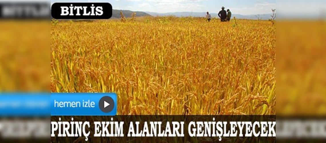Pirinç çiftçilerin umudu oldu