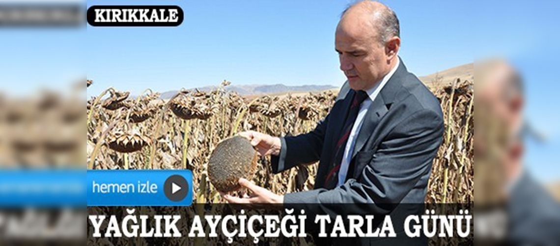 Yağlık ayçiçeğinde yüksek verim elde edildi
