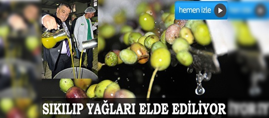 Erken hasat altın sıvı şişelere dolmaya başladı