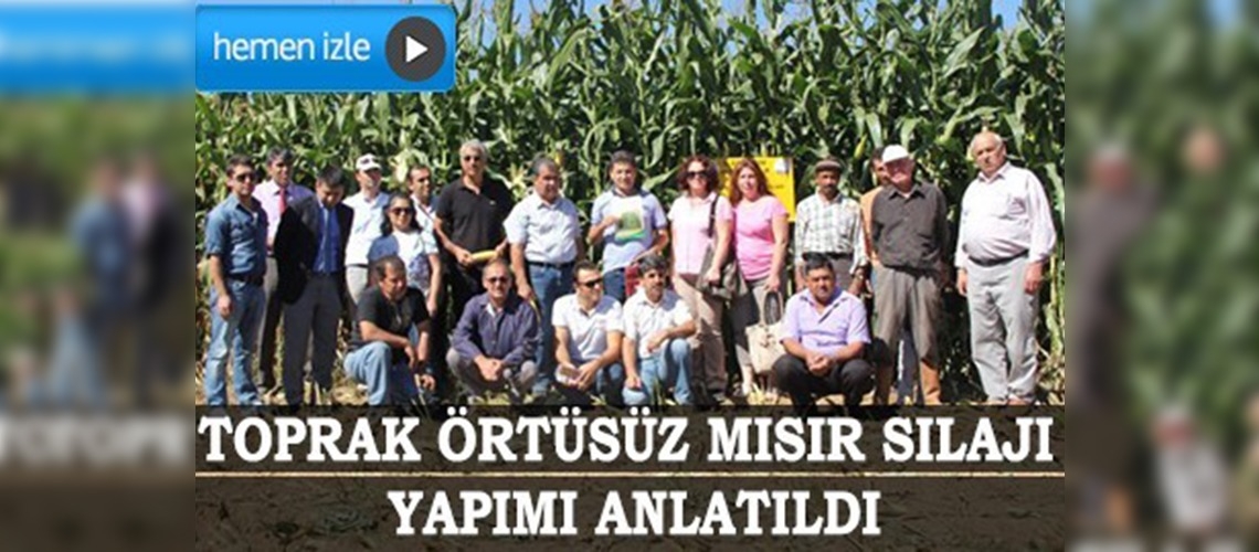 Muğlada mısır silajı tarla günü