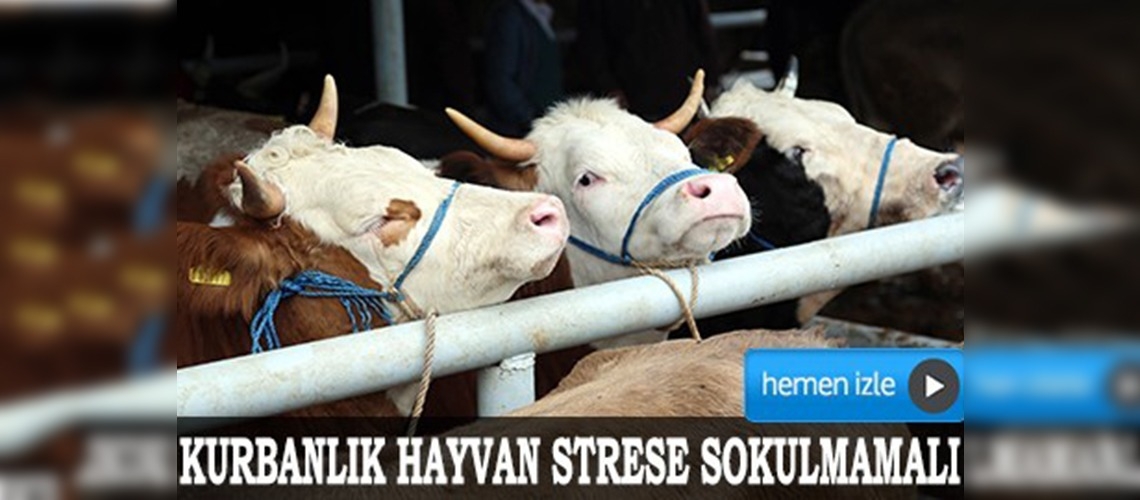 Kurbanlığa eziyet etin kalitesini bozuyor 