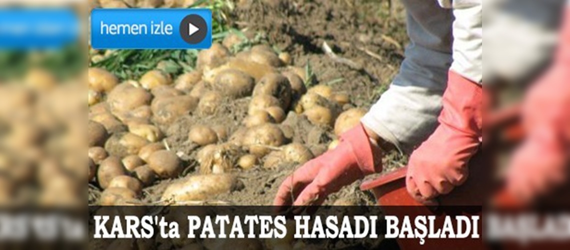 Kars'ta patates hasadı başladı