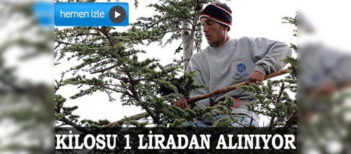 Ekmeklerini ağaçtan çıkartıyorlar