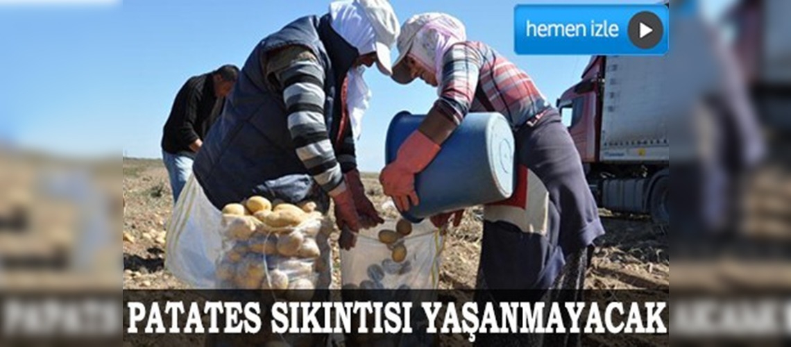 Kuraklık patates üreticisini etkilemedi