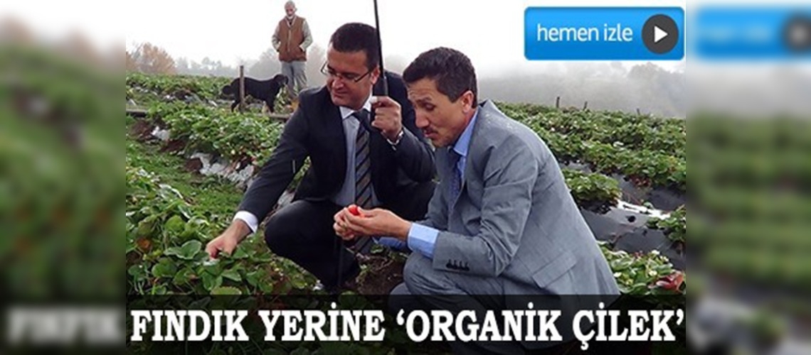 1050 rakımda organik çilek