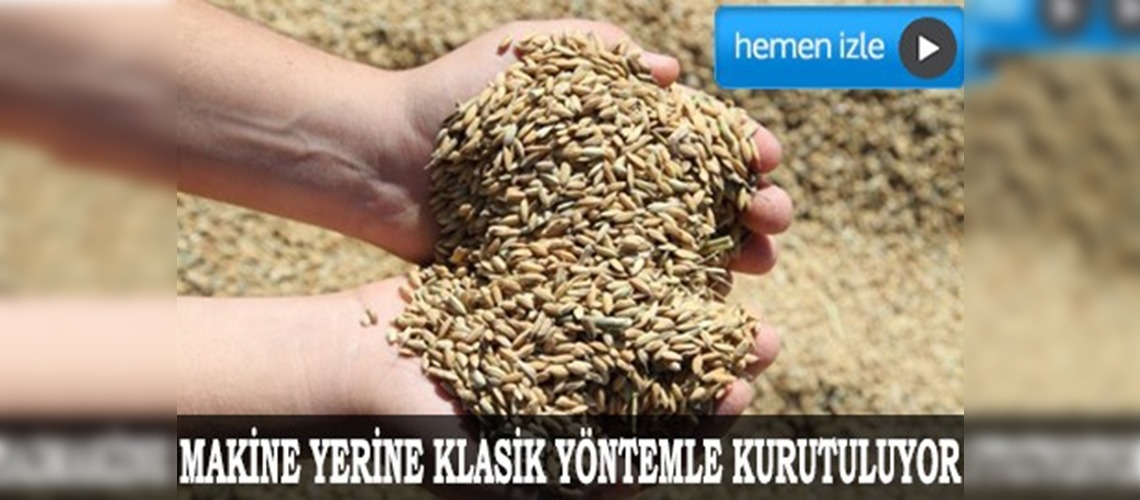 Çankırıda çeltik klasik yöntem ile kurutuluyor