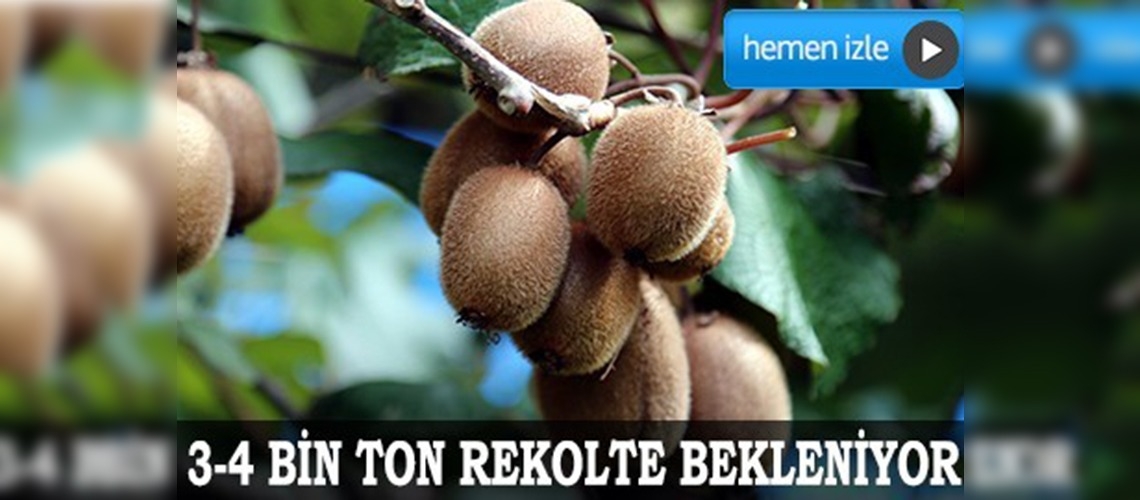 Doğu Karadeniz'de kivi üretiminde düşüş