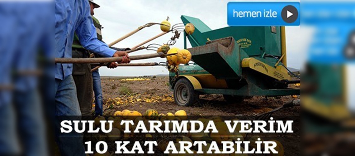 Tüflü topraklarda kabak çekirdeği üretimi artıyor