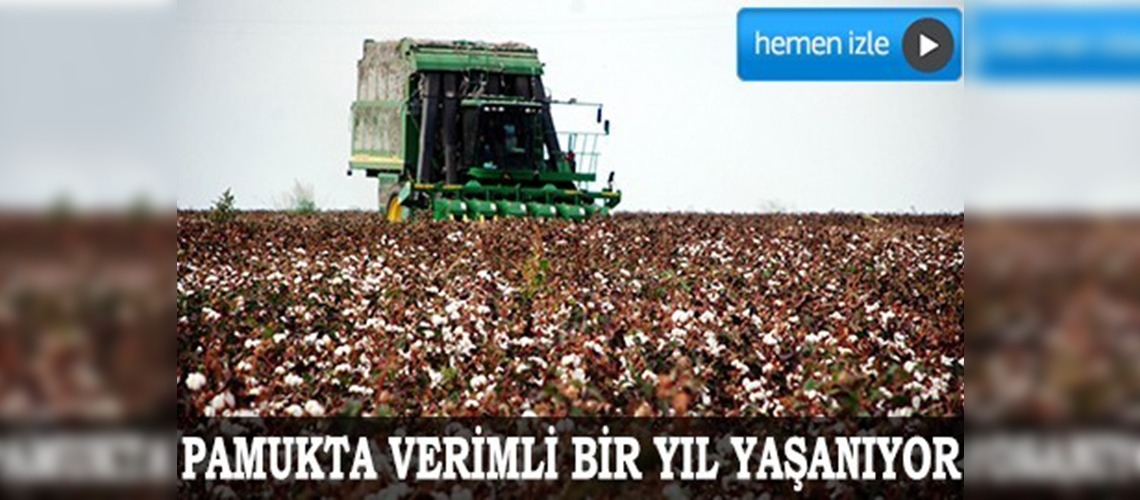 Pamukta makineleşme verimi artırdı