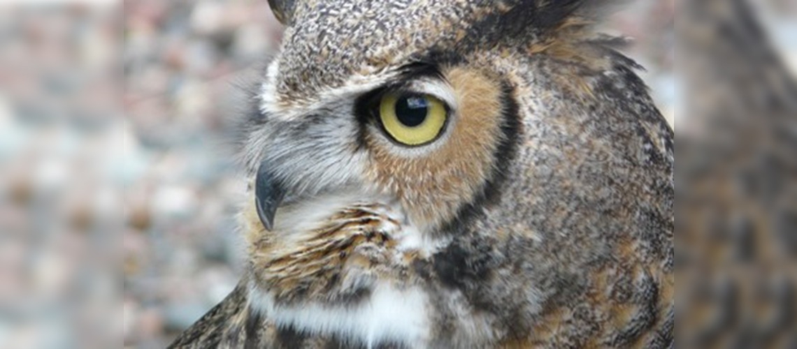 Vanda Doğal Hayatı Koruma Müdürlüğü kuruluyor