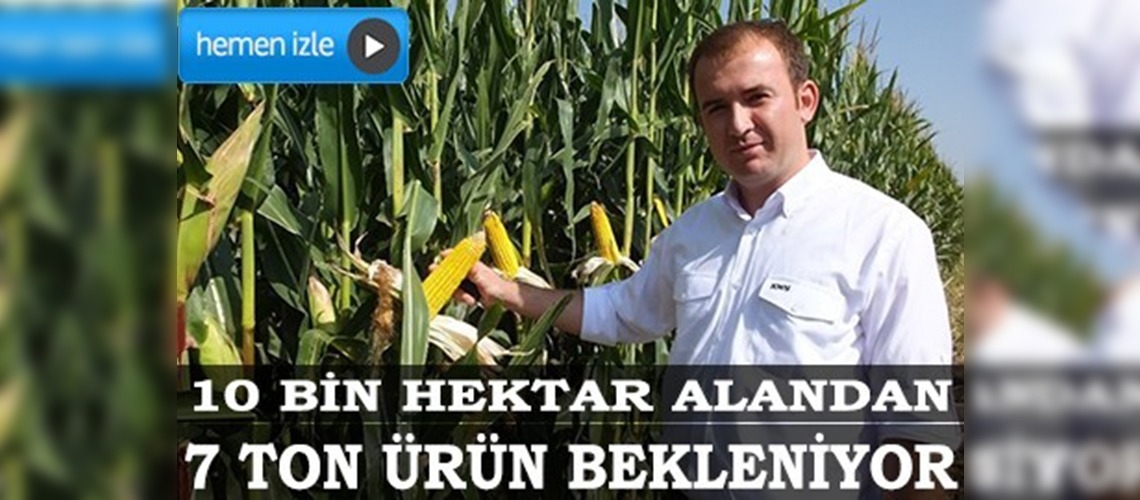 Burhaniye'de silajlık mısır hasadı başladı