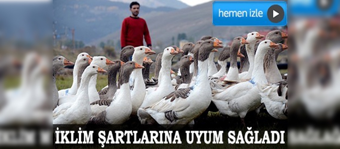 Çin kazı Kars'ta sofraları süsleyecek