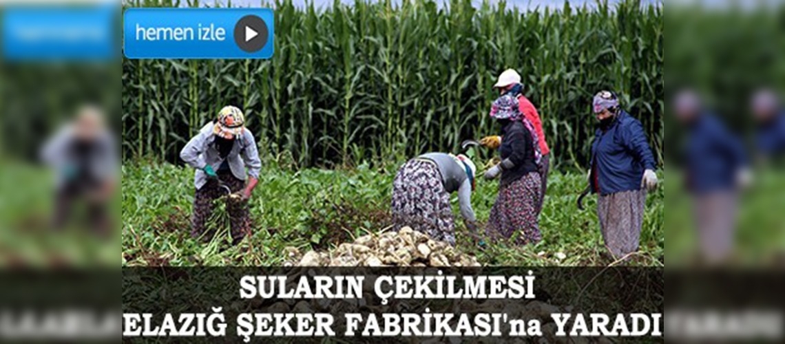 Baraj gölü havzasına pancar ektiler