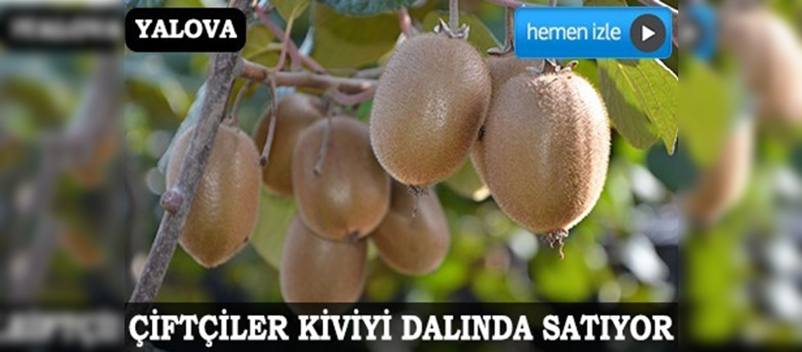 Kivi dalında satıldı 