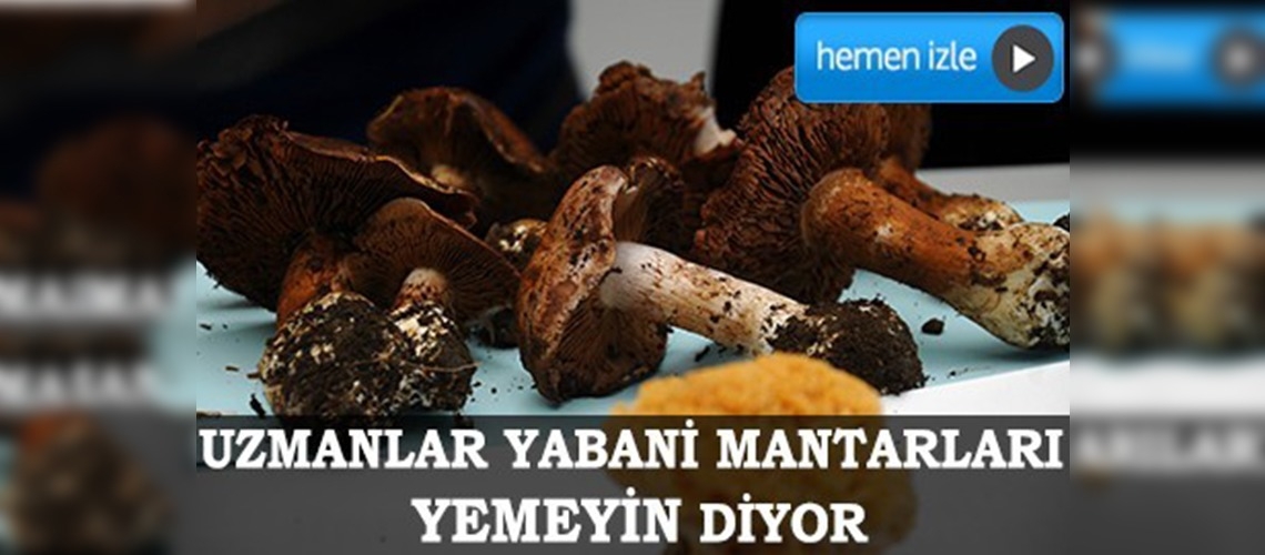 Sıcaklık ve yağışlar mantar zehirlenmelerini artırabilir