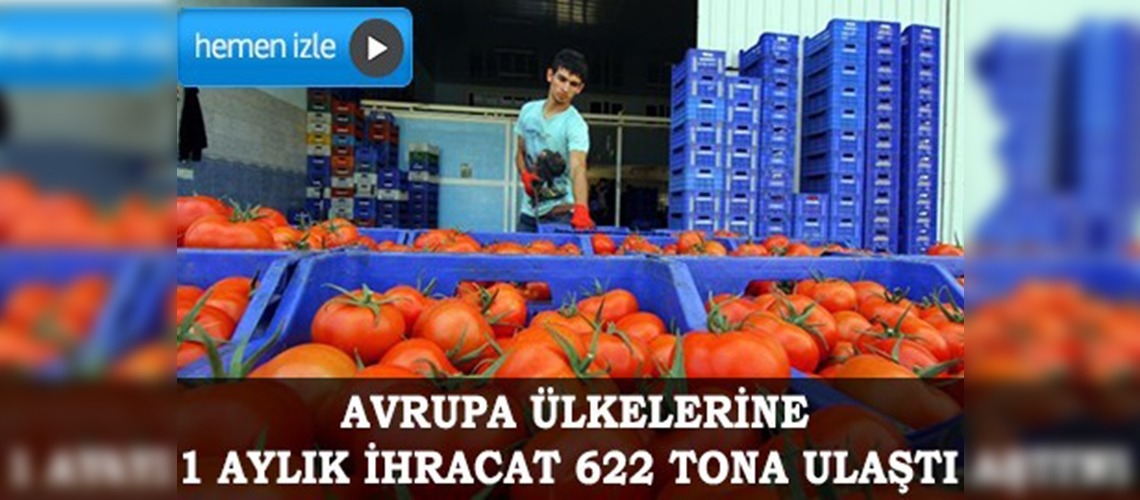 Muğla'dan domates ihracatı arttı