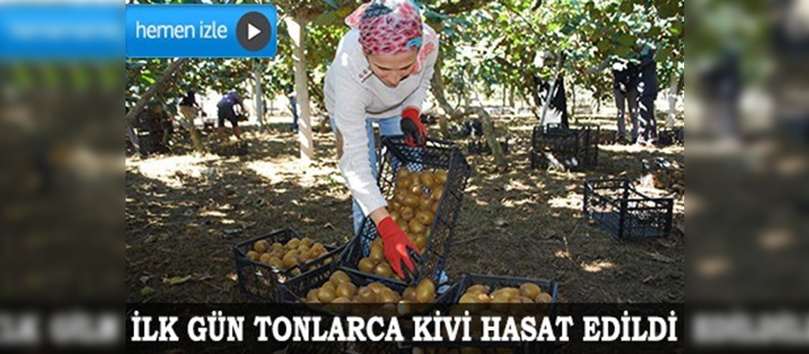 Kivi hasadına başlandı 