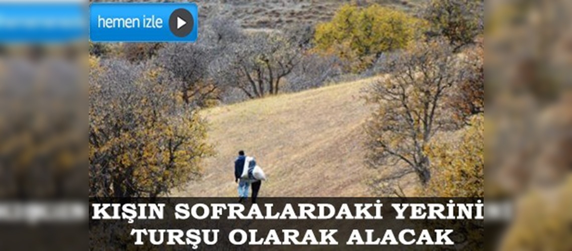 Yaban armutları turşu için toplandı