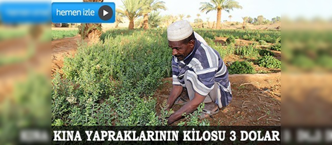 Fas'ta tarladan ellere kınanın öyküsü