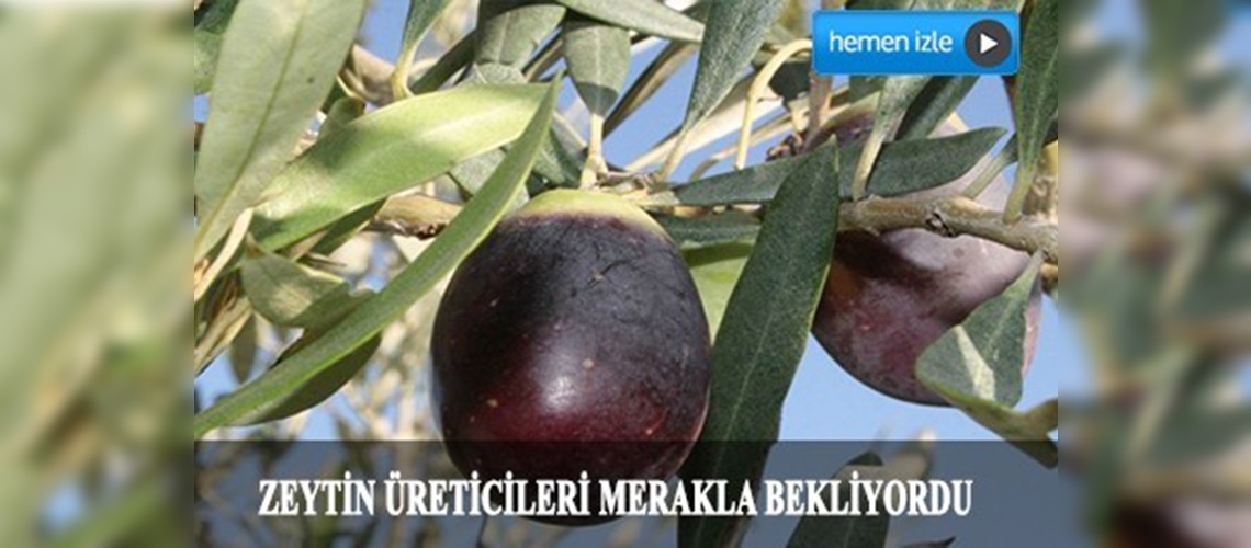 Kapıdağ'da zeytin tavan fiyatları belli oldu