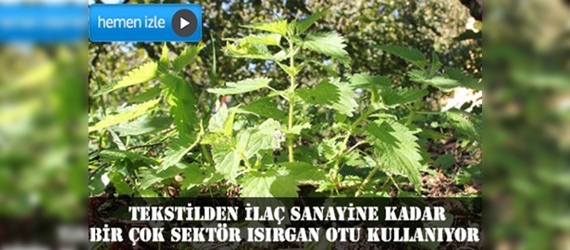 Isırgan otu birçok sektörün hammaddesi