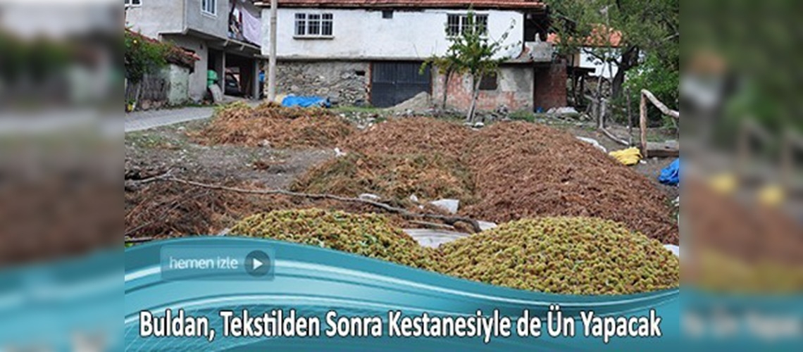Buldan kestanesi sertifika aldı