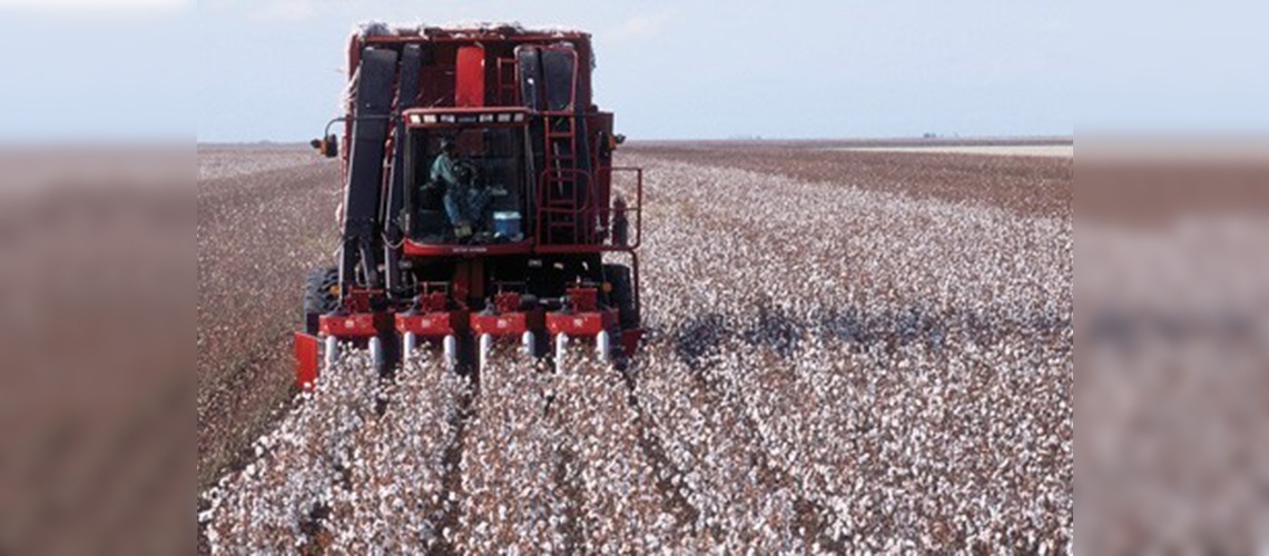 GAPta pamuk tarımında büyük sıçrama