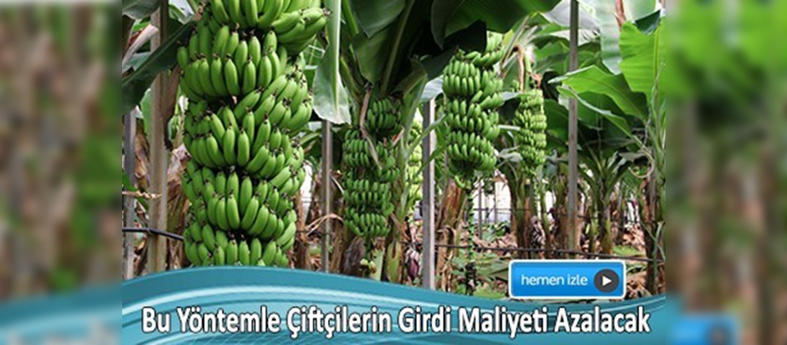 Muzda verimi arttırmak için 