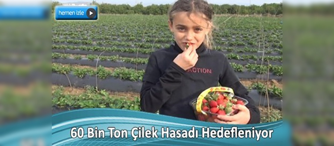 Türkiye'nin ilk açıkta çilek hasadı Mersin'in Silifke ilçesinde yapıldı
