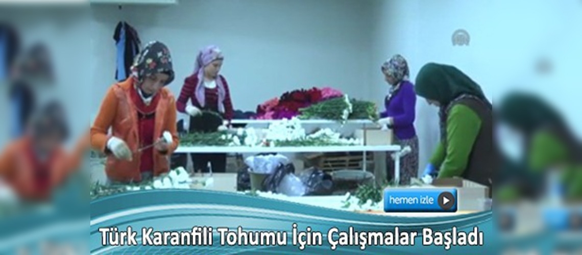  Türk karanfili geliyor 