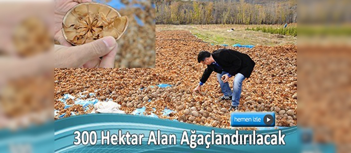 Tunceli'nin dağlarına sedir tohumları