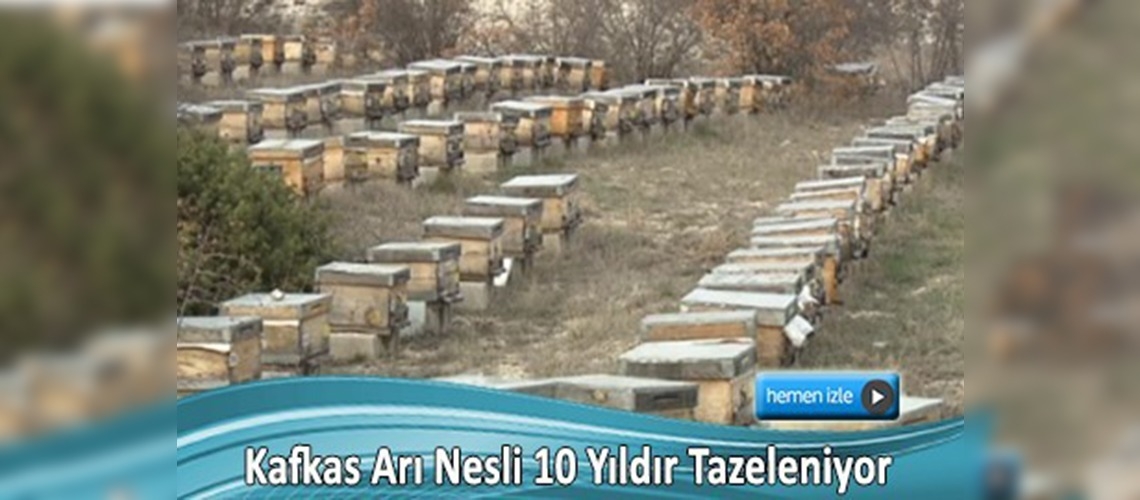 5 bin ana arı 25 bin arıcıya ulaşıyor