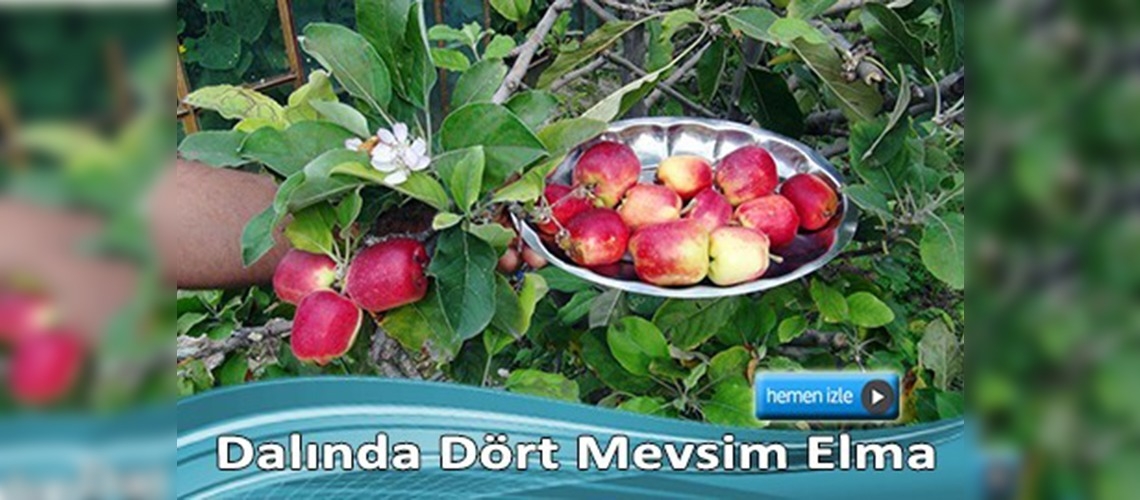 Camekan arasına dikilen elmalar dört mevsim meyve veriyor