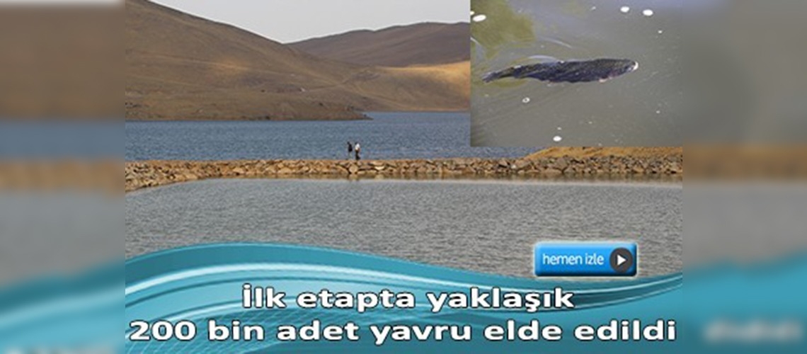 Balık Gölü alabalığı koruma altında