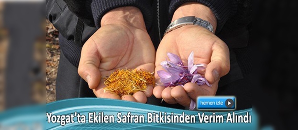 Yozgatlı çiftçiden Paris'e safran satışı