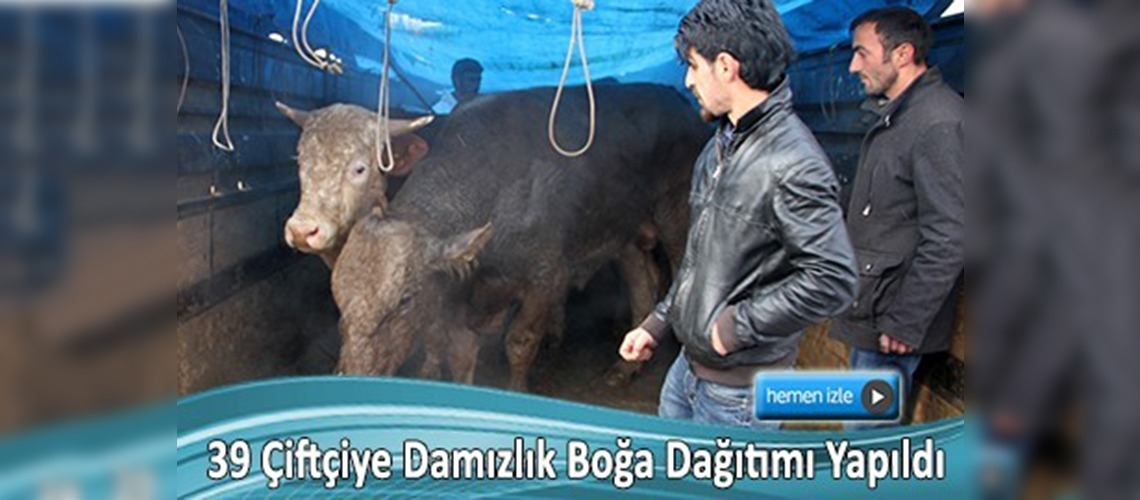 Ardahan'da canlı damızlık boğa desteği projesi 